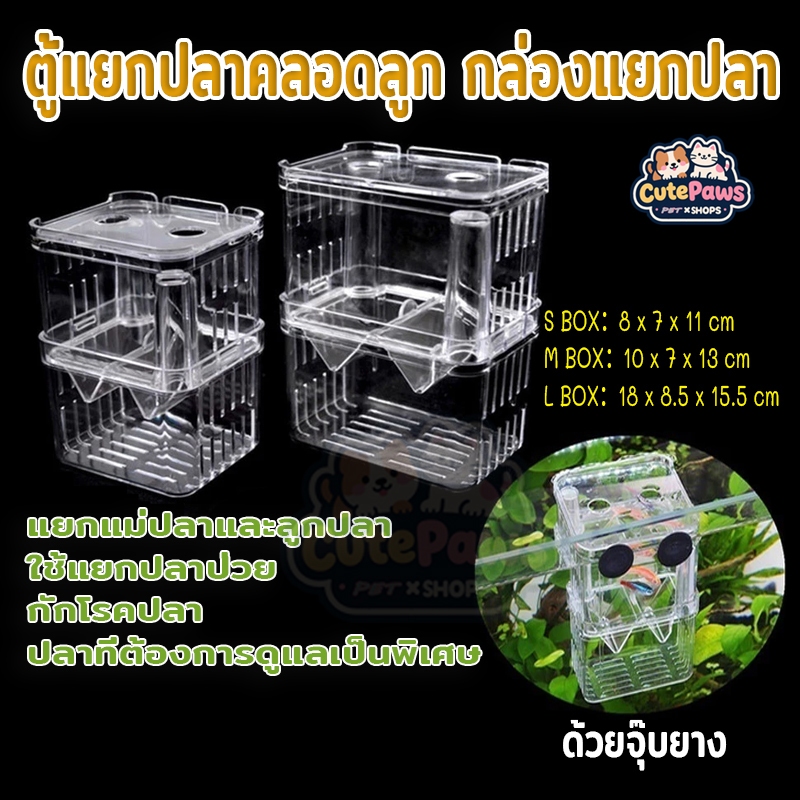กล่องแยกปลา กล่องฟักปลา ติดกระจกด้านในตู้ปลา ด้วยจุ๊บยางใช้แยกปลาป่วย ปลาที่ต้องการดูแลเป็นพิเศษ