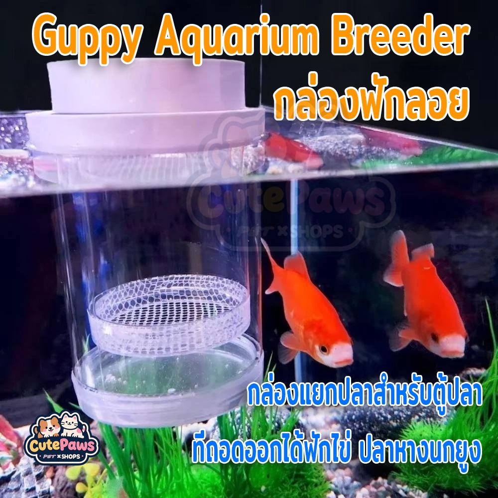 กล่องฟักไข่ปลาที่ลอยได้ กล่องฟักลอย Guppy Aquarium Breeder กล่องแยกปลาสำหรับตู้ปลา ที่ถอดออกได้ฟักไข่ ปลาหางนกยูง