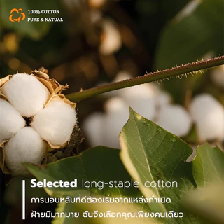 Soft Cloud หมอนโรงแรม 5 ดาว หมอนเพื่อสุขภาพ แก้ปวดคอ หมอนป้องกันกระดูกสันหลังส่วนคอ รองรับ พอดีส่วนโค้งหลังคอ