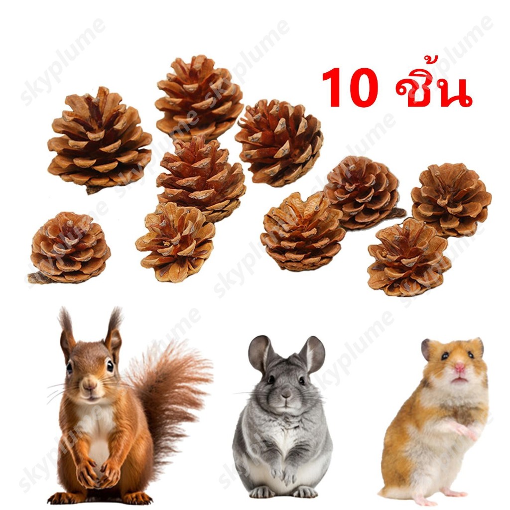 กรวยสน กรวยไม้สนแห้งธรรมชาติ กรวยไม้สนธรรมชาติ สําหรับสัตว์เลี้ยง กระรอก ชูการ์ไกรเดอร์ กระต่าย หนูตะเภา แพรี่ด็อก