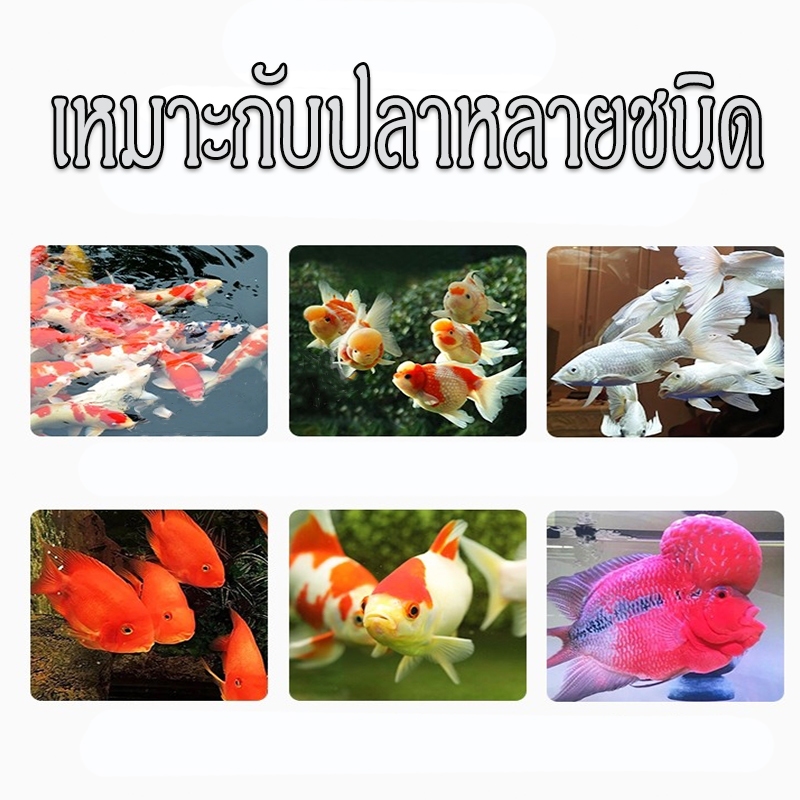 อาหารปลา อาหารปลาสวยงาม อาหารปลาคาร์ฟ สูตรเร่งโต เร่งสี ปลาสวยงามขึ้น 8g ราคา ถูกที่สุด ดีลบีเคเค แกลเลอรีภาพที่ 7