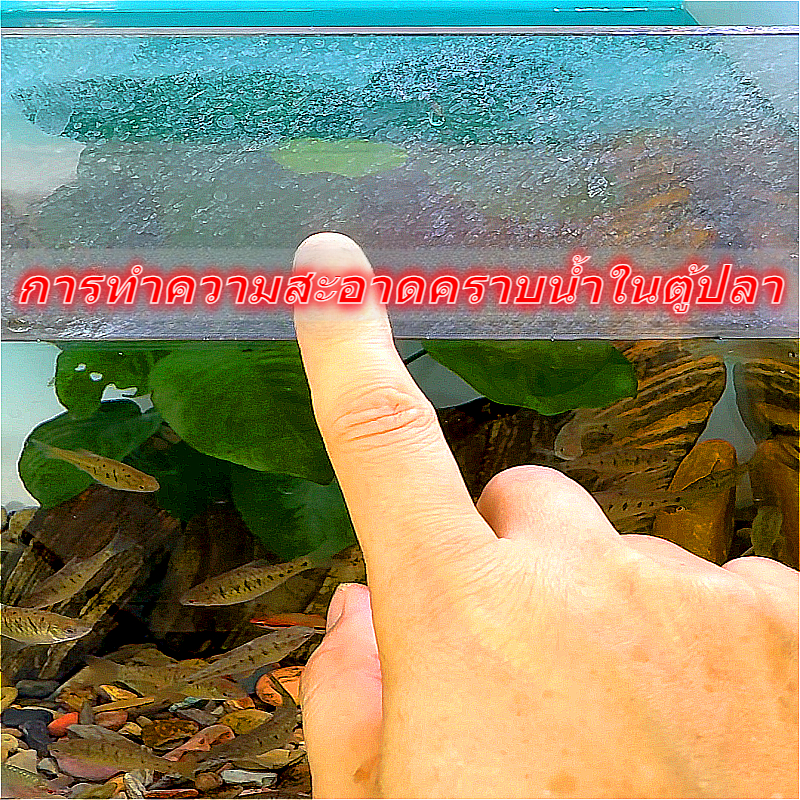 กระดานลายน้ำทำความสะอาดตู้ปลา สก๊อบเช็ดตะกรันตู้ปลา