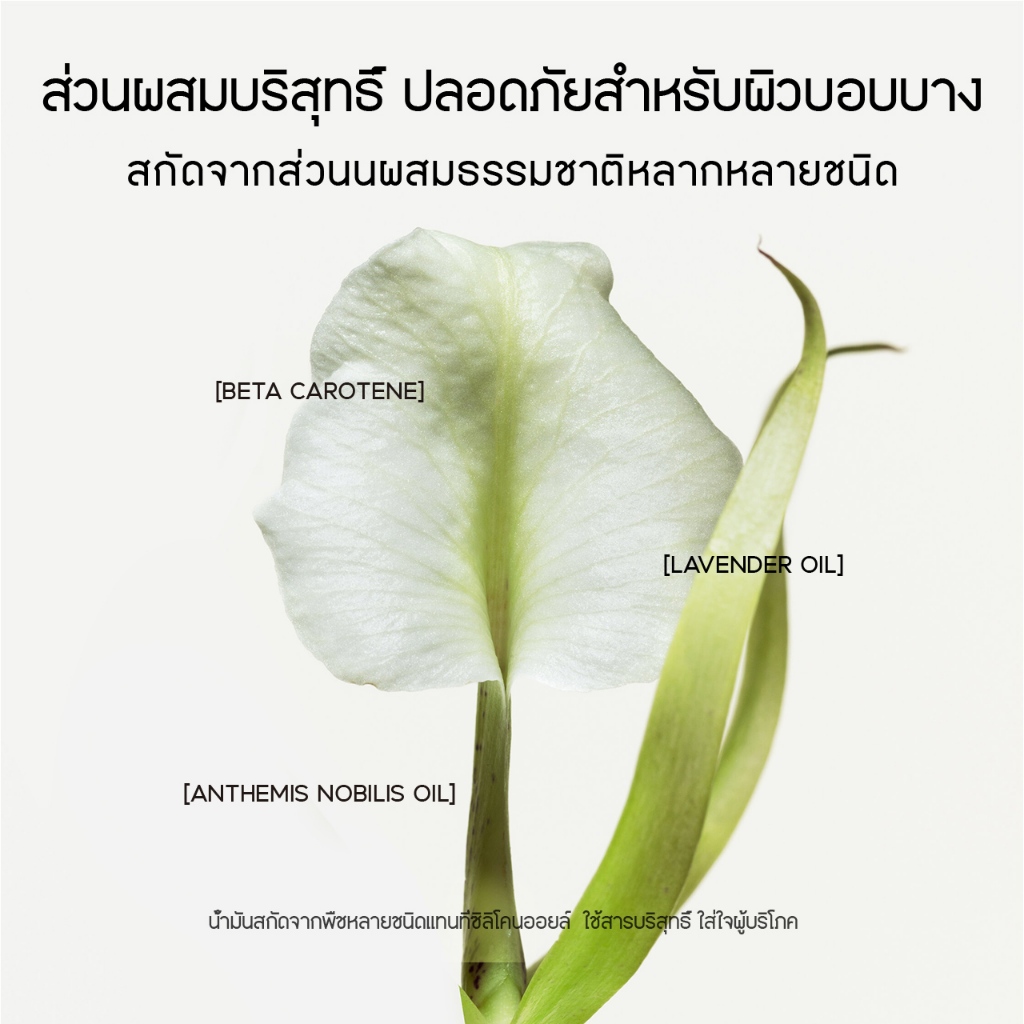 รูปภาพ 8