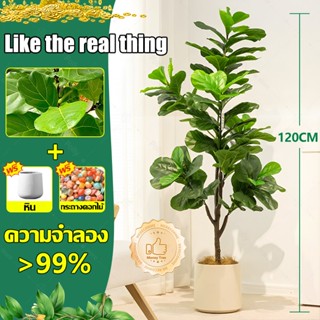 ต้นไม้ปลอม🏡ฟรี กระถาง☘️ต้นไทรใบสัก ความจำลอง 99% ต้นไม้ปลอมใ…