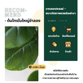 ต้นไม้ปลอม🏡ฟรี กระถาง☘️ต้นไทรใบสัก ความจำลอง 99% ต้นไม้ปลอมใหญ่ สูง120/150ซม 47ใบ ต้นไม้แต่งห้อง ต้นไม้เงิน ต้นไม้เทียม
