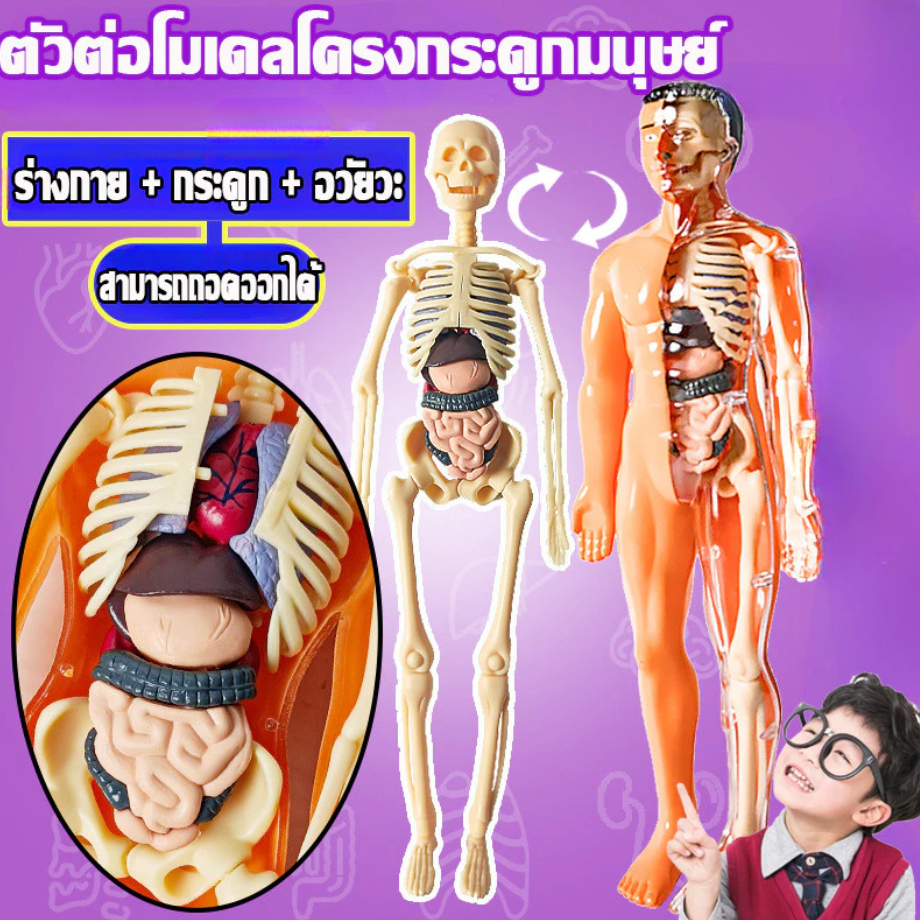 Bigrunng พร้อมส่ง โมเดลร่างกายมนุษย์ 28ซม.ตัวต่อโมเดลโครงกระดูกมนุษย์ ชิ้นส่วนสามารถถอดได้ ของเล่นเพื่อการศึกษา SG