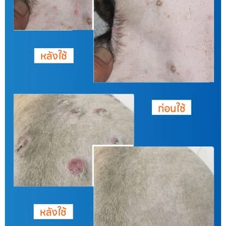 💊สเปรย์เดียวเห็นผล💊 AL สเปรย์สมานแผลสำหรับสัตว์เลี้ยง สเปรย์พ่นแผล สัตว์เลี้ยง / สุนัข / แมว แผลแห้งเร็วมาก ยับยั้งแบคทีเรีย