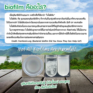 แบบเข้มข้น จุลินทรีบ่อปลา น้ำยาปรับสภาพน้ำ 12 ชั่วโมงใวิน้ำใสขึ้น จุลินทรีย์ปรับสภาพใส ละลายอุจจาระ ดับกลิ่นเหม็น เสร