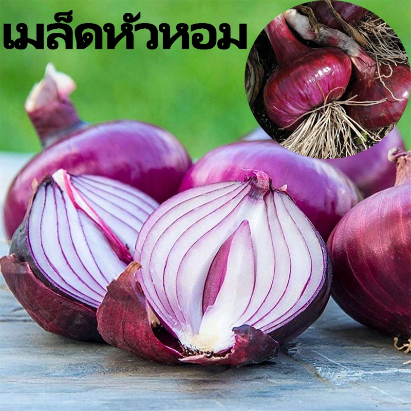 เมล็ดพันธุ์ หอมแดง 100% ออร์แกนิค เกรดพรีเมี่ยม บรรจุ เมล็ดหอมใหญ่แดง พันธุ์แท้