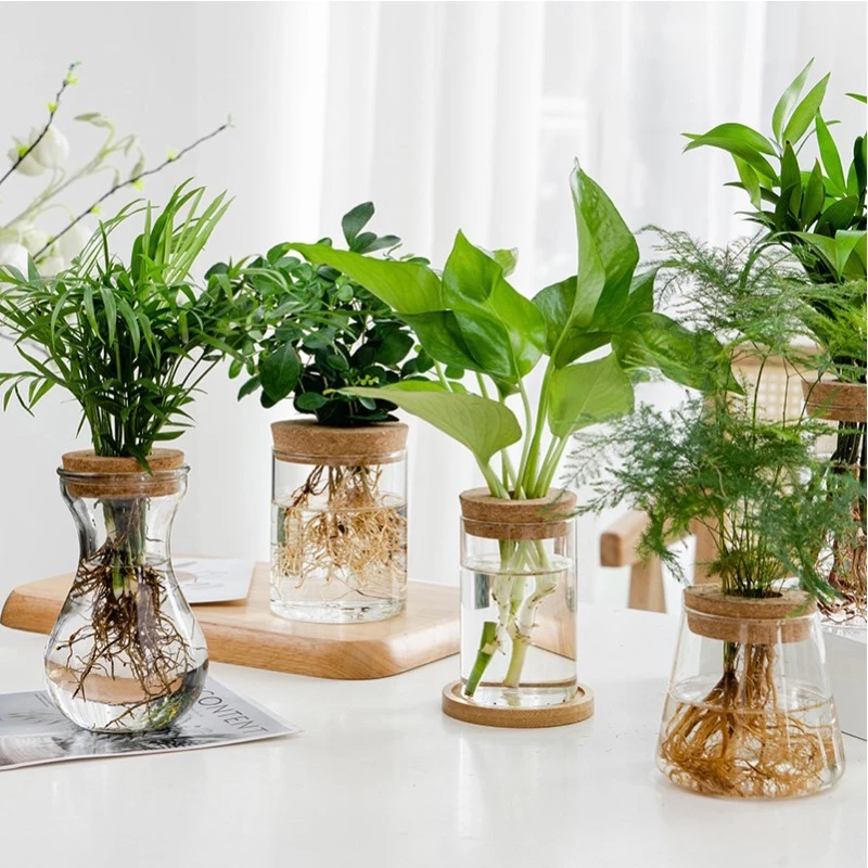 1ชิ้นโปร่งใสไฮโดรโพนิกระถางดอกไม้แก้ว ไร้ดิน ปลูกกระถางพืชสีเขียวกระถางดอกไม้บ้านแจกันตกแต่ง