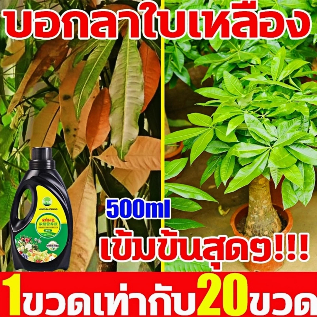 บอกลาใบเหลือง พร้อมสารเร่งราก ข1 พืชจะไม่เหี่ยวและหันเหลืองอีกต่อไป เข้มข้นและมีประสิทธิภาพ 100% ยาเร่งราก. เร่งการแตกราก