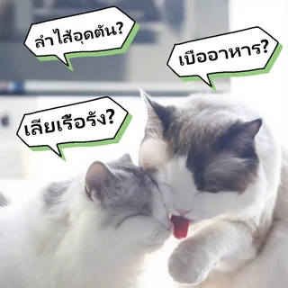 550 กรัม🌿 ผงโรยอาหารแมว แก้เบื่ออาหาร หญ้าแมว, ไข่แดง, ไก่ ผลิตสดใหม่ สำหรับสุนัขและแมว