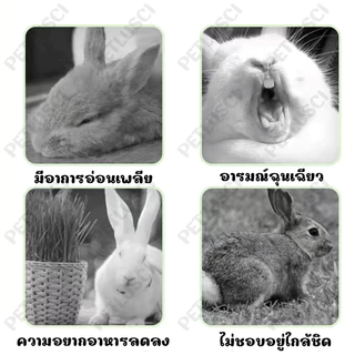 PETLUSCI ขนมกระต่าย หญ้าลับฟันรูปแครอท ทําด้วยมือ ทอผ้า ของเล่นกระต่าย ปลอดภัย ธรรมชาติ ไม่ฟอกขาว