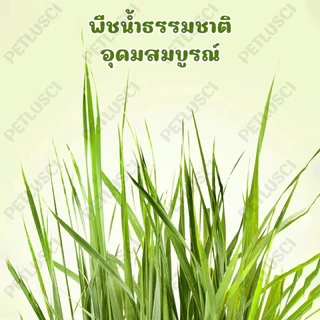 PETLUSCI ขนมกระต่าย หญ้าลับฟันรูปแครอท ทําด้วยมือ ทอผ้า ของเล่นกระต่าย ปลอดภัย ธรรมชาติ ไม่ฟอกขาว