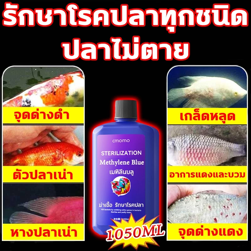 Methylene Blue สามารถรักษาอาการจุดด่างดำ เกล็ดหลุด ตัวปลาเน่า อาการแดงและบวม หางปลาเน่า จุดด่างแดงและโรคปลาอื่นๆ