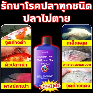 Methylene Blue สามารถรักษาอาการจุดด่างดำ เกล็ดหลุด ตัวปลาเน่า อาการแดงและบวม หางปลาเน่า จุดด่างแดงและโรคปลาอื่นๆ