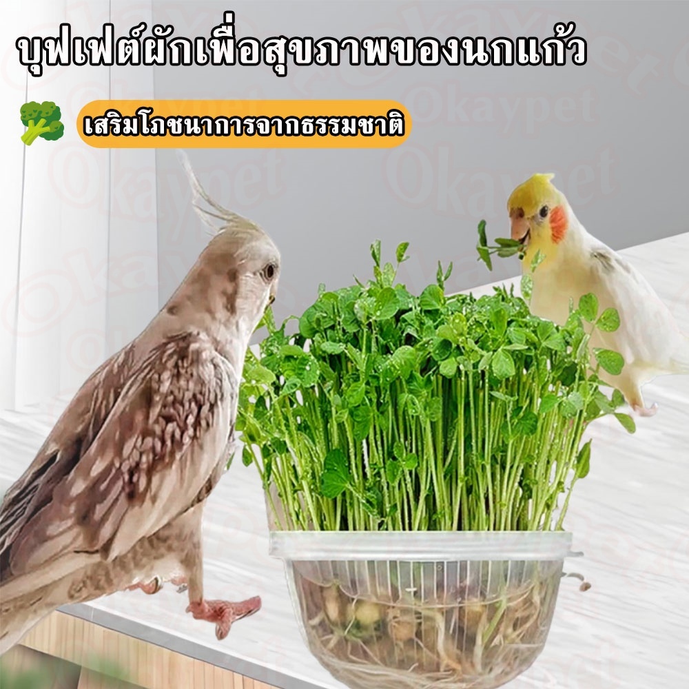 อาหารนก ชุดปลูกใบถั่วลันเตา ปลูกถั่วงอกสำหรับให้นกแก้วกิน ขนมนกแก้ว อาหารนกแก้ว