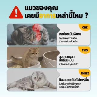 Bite of Wild อาหารแมว P42 5 กก. Grain Free โปรตีน 42% อาหารเม็ดผสมฟรีซดราย 3 ชนิด เหมาะสำหรับทุกช่วงวัย