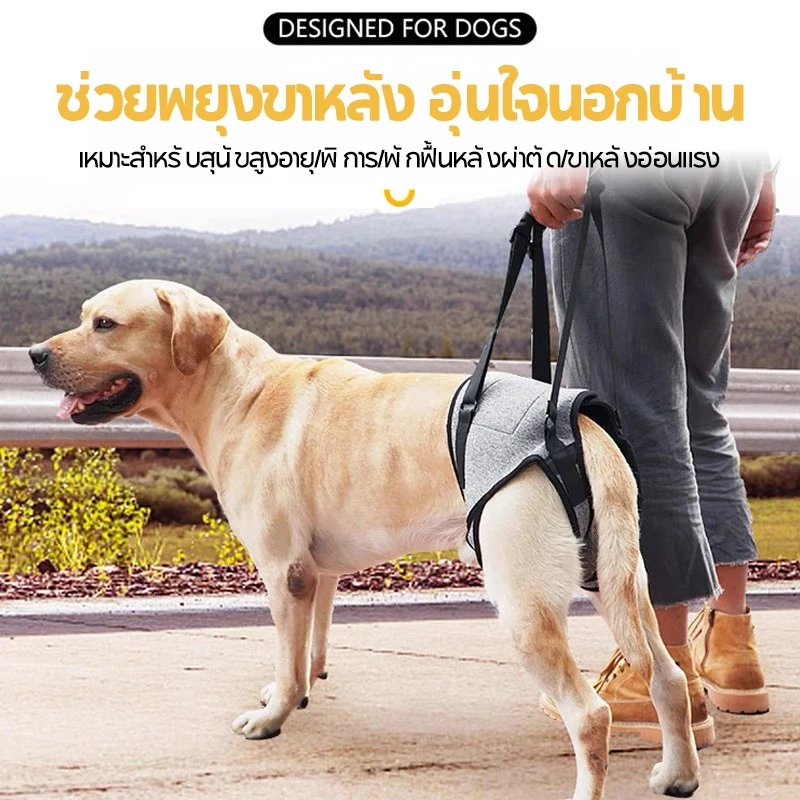 Old Dogs Outing สายรัดเชือกลากเสริม | สําหรับสุนัขการกู้คืนและคนพิการโดยเฉพาะ