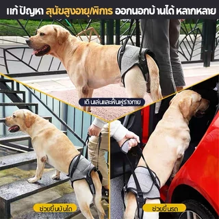 Old Dogs Outing สายรัดเชือกลากเสริม | สําหรับสุนัขการกู้คืนและคนพิการโดยเฉพาะ