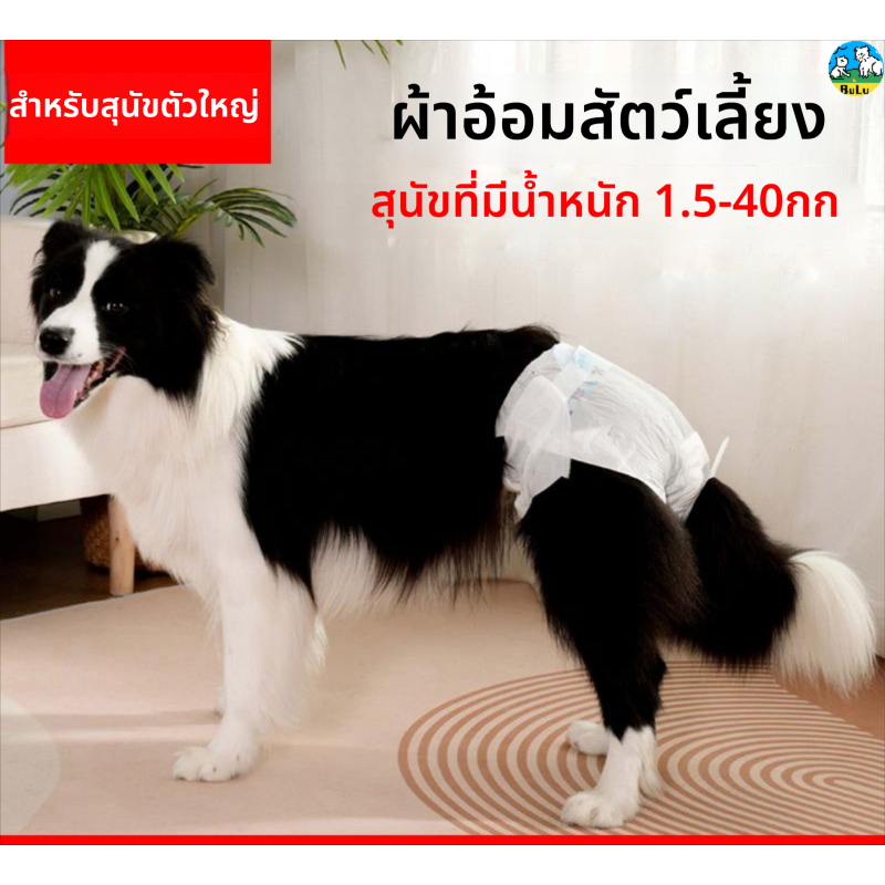 ผ้าอ้อมสุนัข ดูดซับเร็ว กันรั่ว สำหรับตัวผู้ตัวเมีย 15-40กก. ผ้าอนามัยสุนัขประจำเดือน สุนัขตัวใหญ่ตัวกลาง ล็อกน้ำแน่น แห้งสบาย ระบายอากาศดี เวลโครปรับได้ ฝึกน้องหมา ป่วย บาดเจ็บ ไม่ฉี่เละ