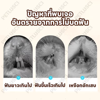 🐰กิ่งแอปเปิ้ล ไผ่หวาน🐹500g ไม้แอปเปิ้ล ไม้ลับฟันสัตว์เลี้ยง สำหรับสัตว์ฟันแทะ กระต่าย,แพรี่ด็อก,ชูการ์,แฮมเตอร์