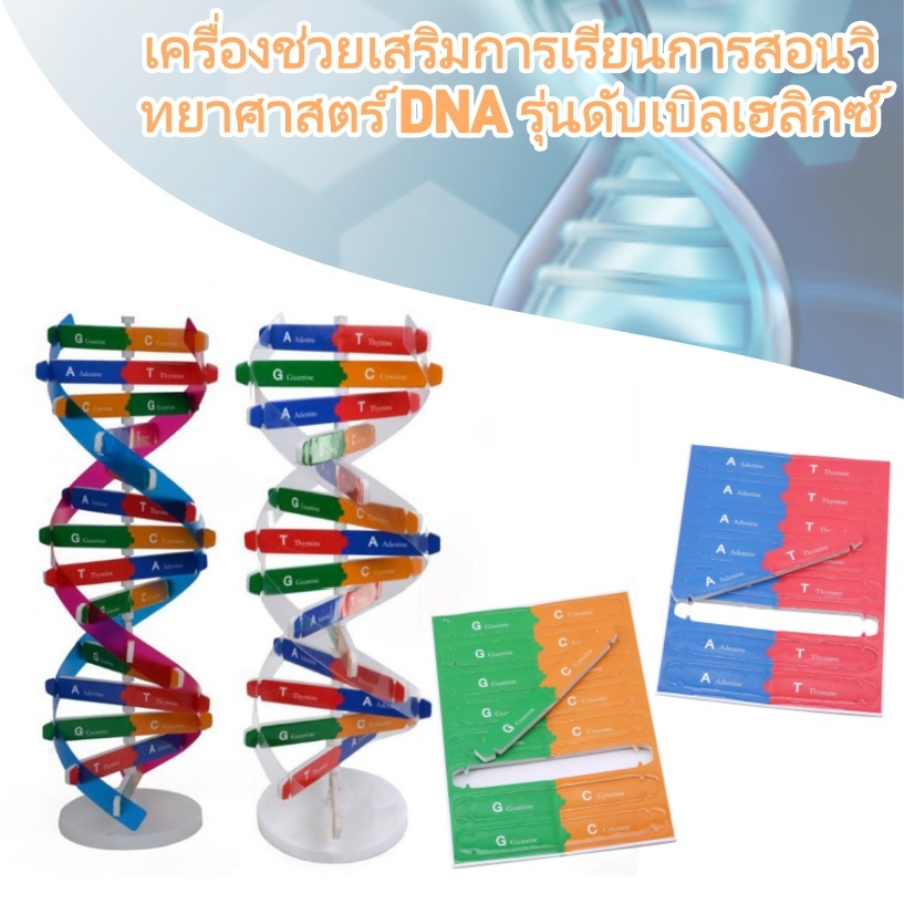 เครื่องช่วยเสริมการเรียนการสอนวิทยาศาสตร์ DNA รุ่นดับเบิลเฮลิกซ์