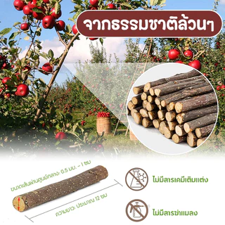 ไม้แอปเปิ้ล ไม้ไผ่หวาน 500g🐹🐰ขนมลับฟัน ธรรมชาติ สำหรับ กระต่าย เม่นแคระ หนูแฮมเตอร์ และสัตว์ฟันแทะอื่น
