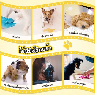 ผ้าอ้อมสําเร็จรูปแบบดูดซับ Dono สําหรับสุนัขขนาดเล็ก Cats Secure Leak Proof Fit for Females & Males ผ้าอ้อม