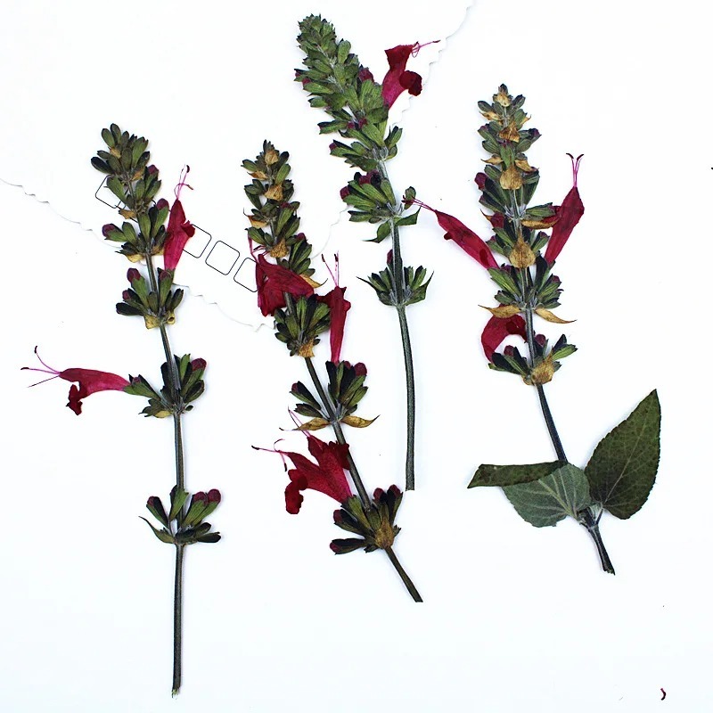 12 ชิ้น Red Sage ดอกไม้แห้ง Pressed - DIY หัตถกรรมบุ๊คมาร์คของขวัญการ์ดอุปกรณ์