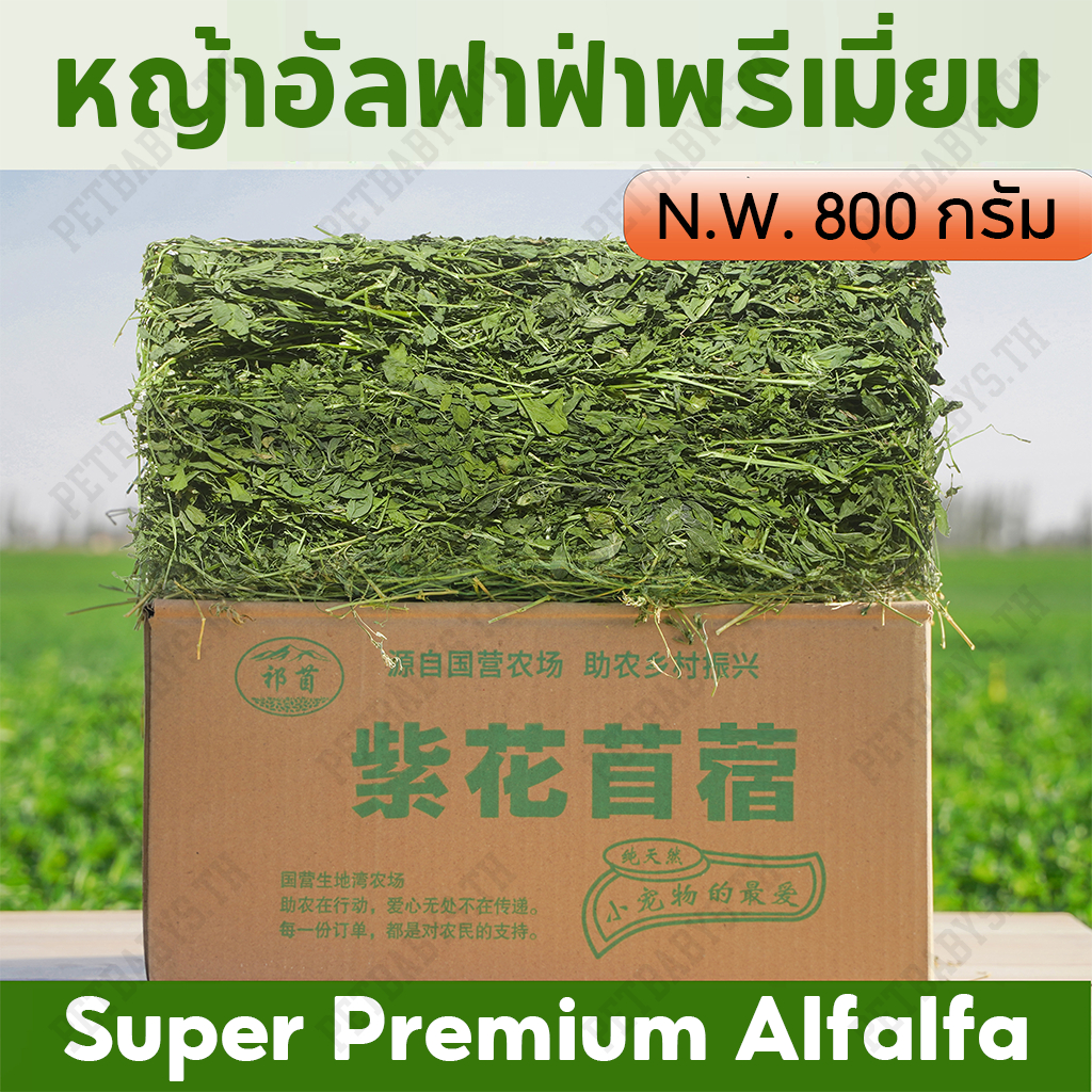 PETLUSCI Premium Alfalfa Hay ຫຍ້າອັລຟາຟ່າ ພຣີມຽມ ອົບລົມຮ້ອນ ສຳລັບກະຕ່າຍ/ໜູຕະເລິຍ/ຊິນຊິລ່າ/ແກັສບີ 1kg