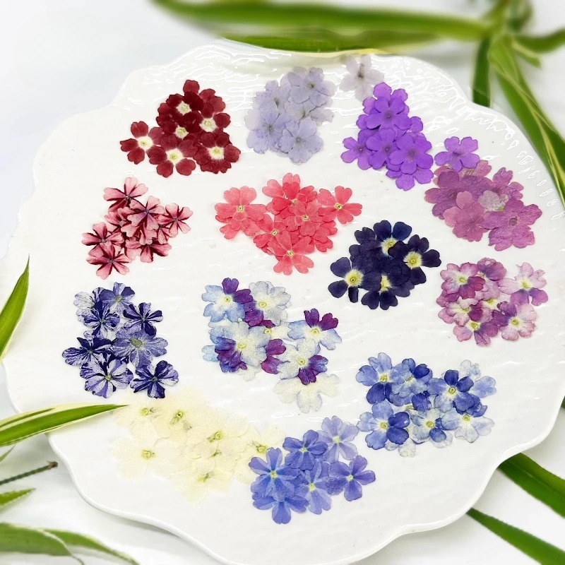 12 ชิ้น Pressed Verbena ดอกไม้แห้งสําหรับ DIY เรซิ่นเคสโทรศัพท์กรอบรูปเล็บเครื่องมือหัตถกรรม – โปรปัง