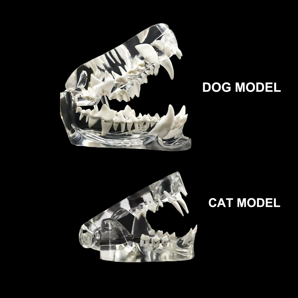 1 PC โปร่งใส Canine สุนัขแมวฟัน Anatomical รุ่นทันตกรรมสัตว์ช่องปากฟัน Jaw Anatomical สําหรับ Veterinary สํานักงานการศึกษา
