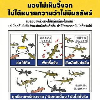 💪ประสิทธิภาพแรง🦎จิ้งจกหนีกระเจิง!🦎 ไล่จิ้งจก ยาฆ่า ยาฆ่าตุ๊กแก ยาไล่ แต่ร้ายแรงต่อจิ้งจก