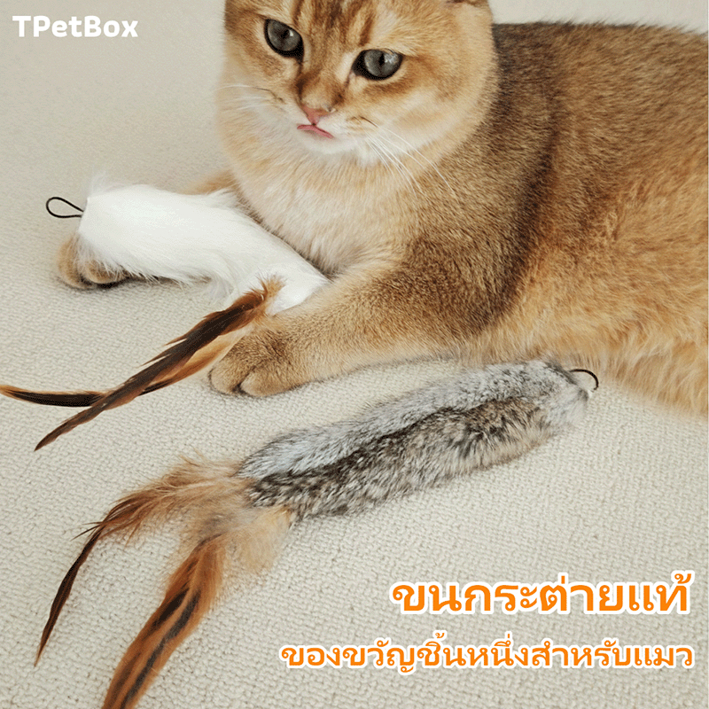 พร้อมส่ง! ไม้ตกแมวขนกระต่ายแท้และขนนก มีหางขนนุ่ม แขวนผนังได้ ของเล่นแมวแก้เบื่อ แมวเล่นเองได้ กระตุ้นสัญชาตญาณการล่า ทนทาน ปลอดภัย ของเล่นเสริมพัฒนาการ ราคา ถูกที่สุด ดีลบีเคเค แกลเลอรีภาพที่ 6