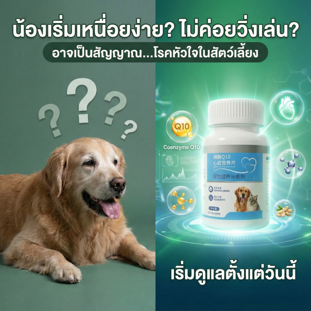 [300 เม็ด] PetClear CoQ10 วิตามินบำรุงหัวใจ สุนัข แมว | อาหารเสริมสัตว์เลี้ยง ลดหอบ เหนื่อยง่าย ผสม