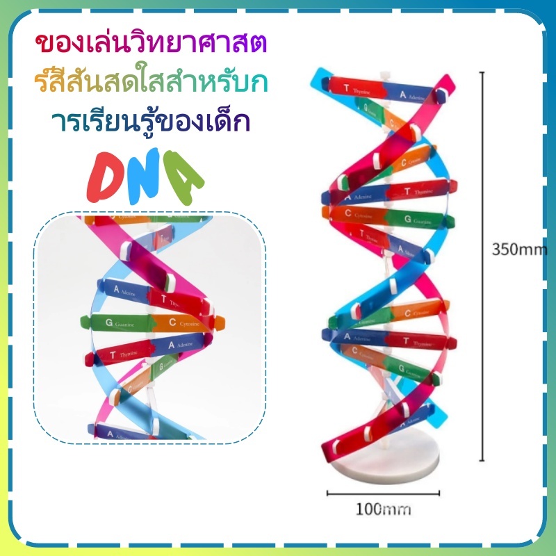 โมเดลโครงสร้างยีนส์ DNA มนุษย์ อุปกรณ์สำหรับการเรียนการสอนวิทยาศาสตร์
