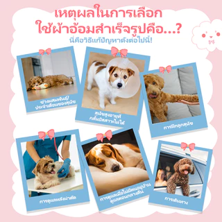 Dono Diapers 10/20/30/40PCS ผ้าอ้อมแบบดึงขึ้นน่ารักสําหรับผ้าอ้อมสุนัขหญิงและชาย XS-XL