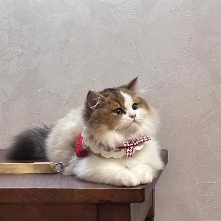 ปลอกคอแมวสำหรับสัตว์เลี้ยง | โบว์สไตล์หวาน นุ่ม สวมใส่สบาย - รูปที่ 3