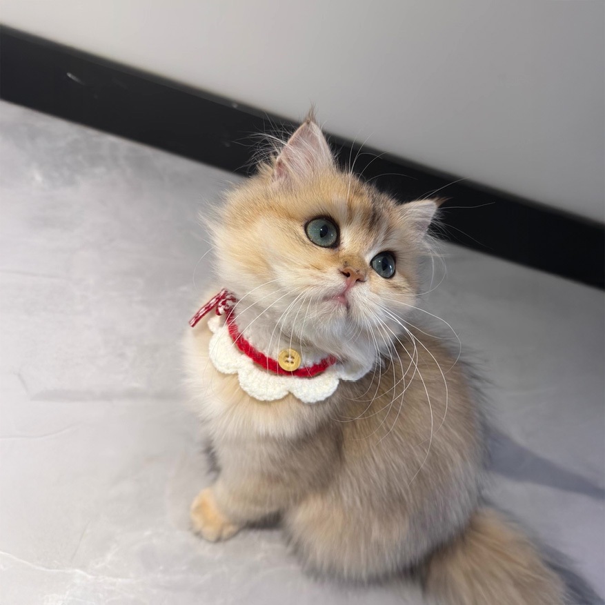 ปลอกคอแมวสำหรับสัตว์เลี้ยง | โบว์สไตล์หวาน นุ่ม สวมใส่สบาย - รูปที่ 7