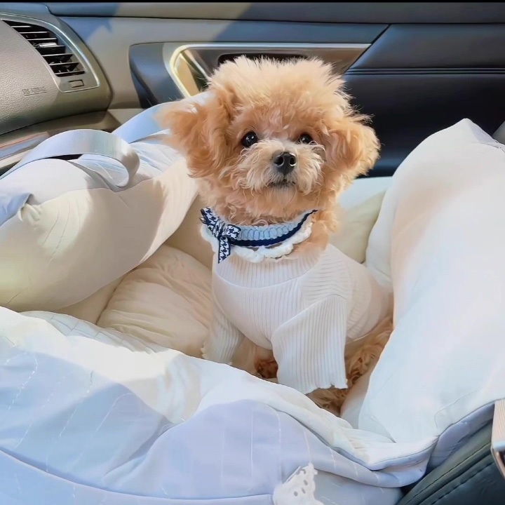 ปลอกคอแมวสำหรับสัตว์เลี้ยง | โบว์สไตล์หวาน นุ่ม สวมใส่สบาย - รูปที่ 6