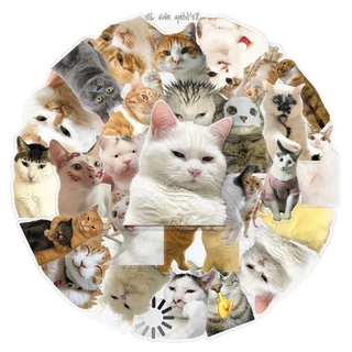 ตลก 50pcs Hakimi meme Cat สติกเกอร์โปร่งใสกันน้ําสําหรับ Tumbler แล็ปท็อปเคสโทรศัพท์รถสติกเกอร์ Graffiti Creative DIY