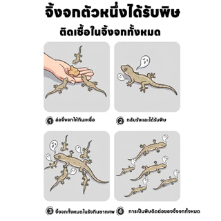 ✨ ✨ ยาฆ่าจิ้งจก ไล่จิ้งจก ยาฆ่าตุ๊กแก เขย่านิด กดหน่อย ตุ๊กแกตายเกลี้ยง ไล่ ยาไล่ ฆ่าตุ๊กแก