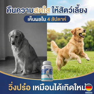 [สูตรเยอรมัน] อาหารเสริมบำรุงข้อสุนัขและแมว กระดูกอ่อนปลาฉลาม ผสมขมิ้นและ MSM ลดปวด แก้ขาอ่อนแรง