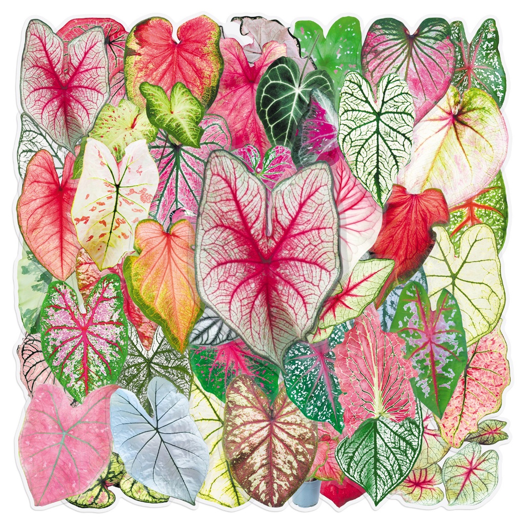 50 ชิ้น Caladium ใบสติกเกอร์โปร่งใสสําหรับโทรศัพท์แล็ปท็อปสมุดภาพ Art หมวกกันน็อคสติกเกอร์ Graffiti กันน้ํา DIY