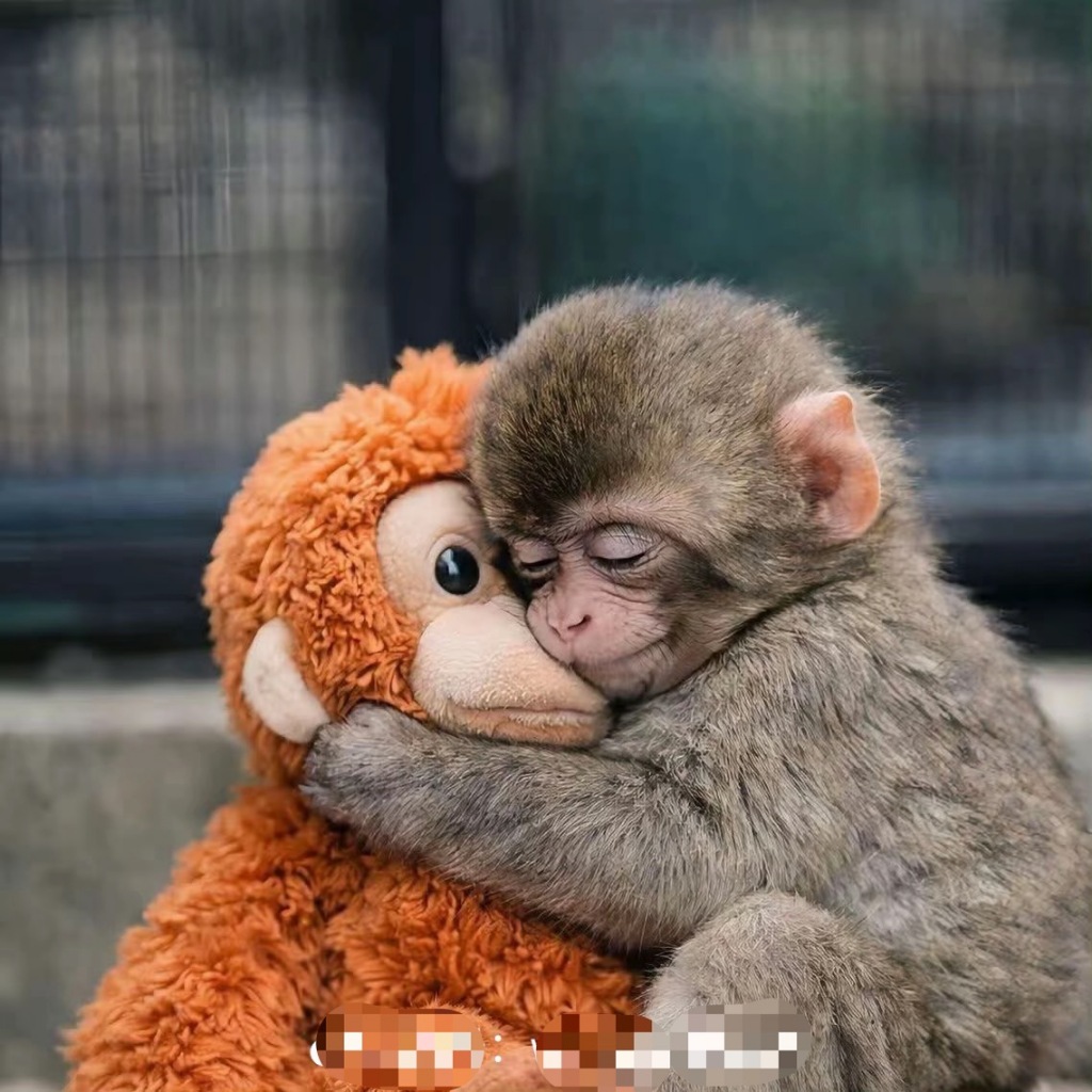 Punch สไตล์เดียวกัน IKEA Gorilla IKEA IKEA ตุ๊กตากอริลลา Eungus Coug หมอนของเล่นตุ๊กตาเด็ก ตุ๊กตาลิง