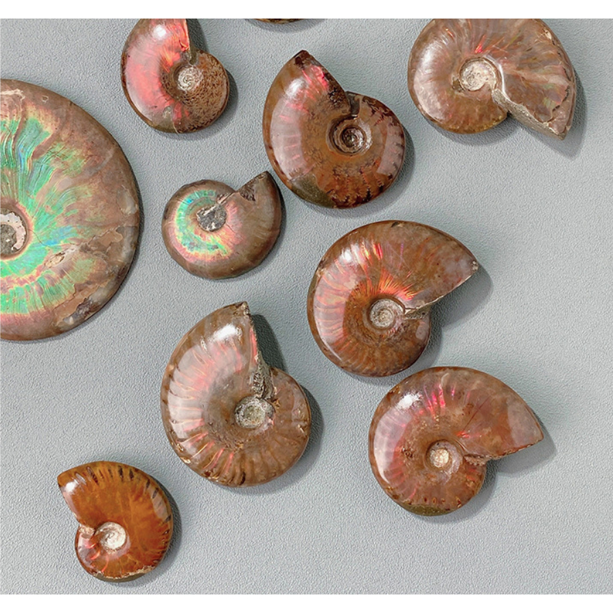 ธรรมชาติ Iridescent Ammonite Ammolite Facet ตัวอย่าง Fossil Madagascar Stone