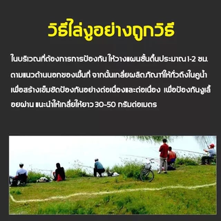 ปลาค็อด สูตรไล่งูที่ได้รับการอัพเกรดใหม่ ขับงูที่มีประสิทธิภาพภายใน 1,000 เมตร!Meanwhile ไล่งูและแมลงพิษนานาชนิด ผงกํามะถัน 500g.