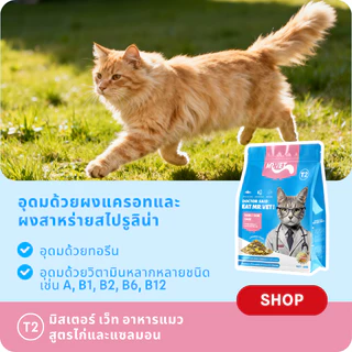 [ของขวัญเพิ่มเติม]Mr.Vet T2 300g 1kg 2kg อาหารแมวพรีเมี่ยม Omega-3 เสริมเพื่อสุขภาพ Skin & Coat Chicken & Salmon