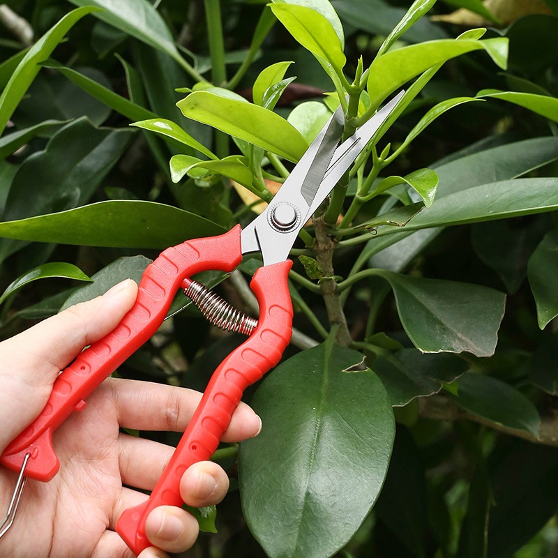 สีแดง Anti-slip Handle กรรไกรตัดแต่งกิ่งสแตนเลสดอกไม้สาขากรรไกรสวนพืชสีเขียว Fine สาขาตัดแต่งกิ่งเครื่องมือหยิบ